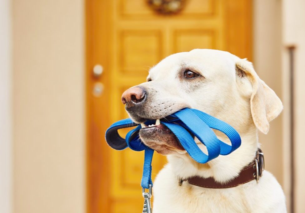 Labrador retriever with leash  is waiting for walk.